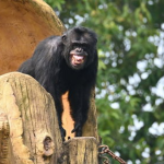 黑猩猩网红,跨越物种的社交明星